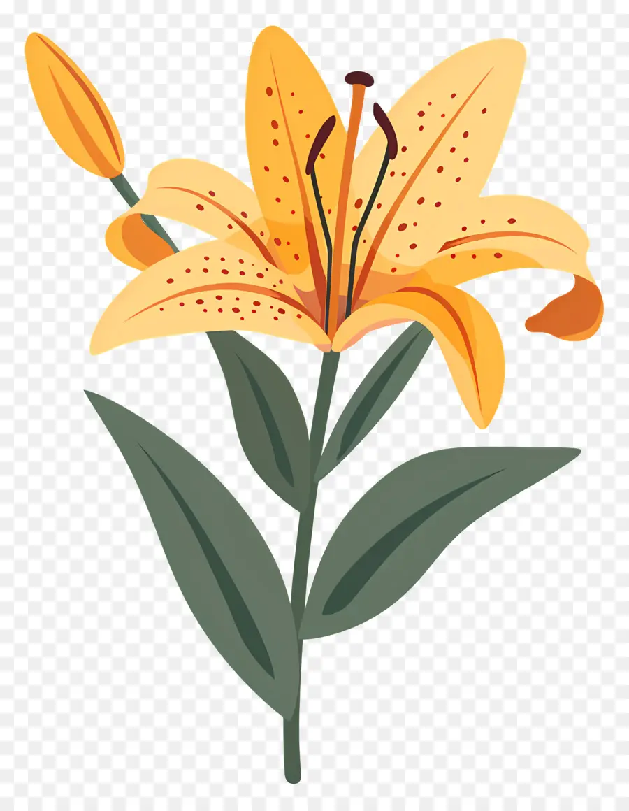 Flor De Lis，Lily PNG