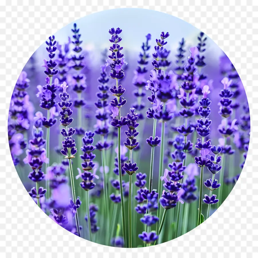 Campo De Lavanda，Flores De Lavanda PNG