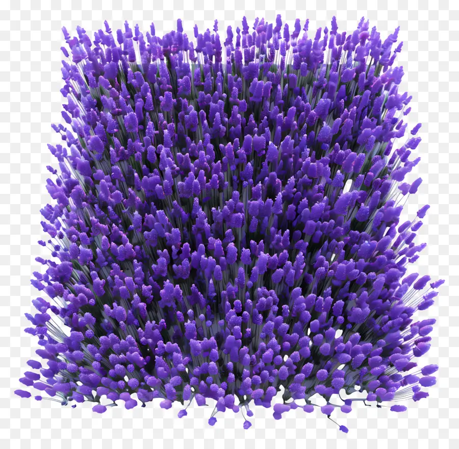 Campo De Lavanda，Flores De Color Púrpura PNG