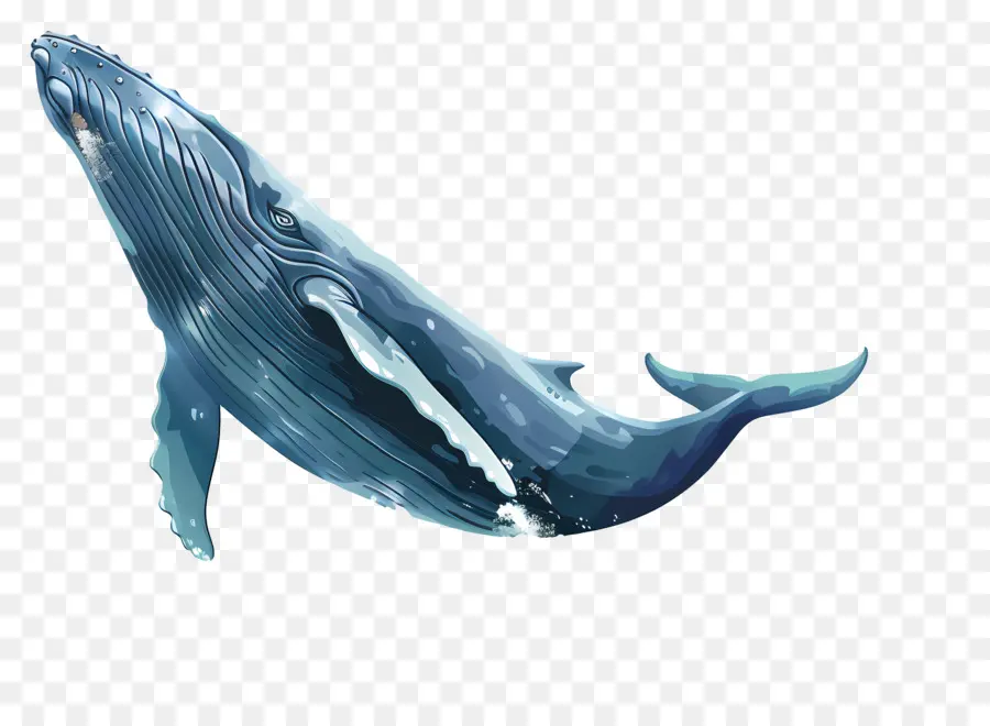 La Observación De Ballenas，La Ballena Azul PNG