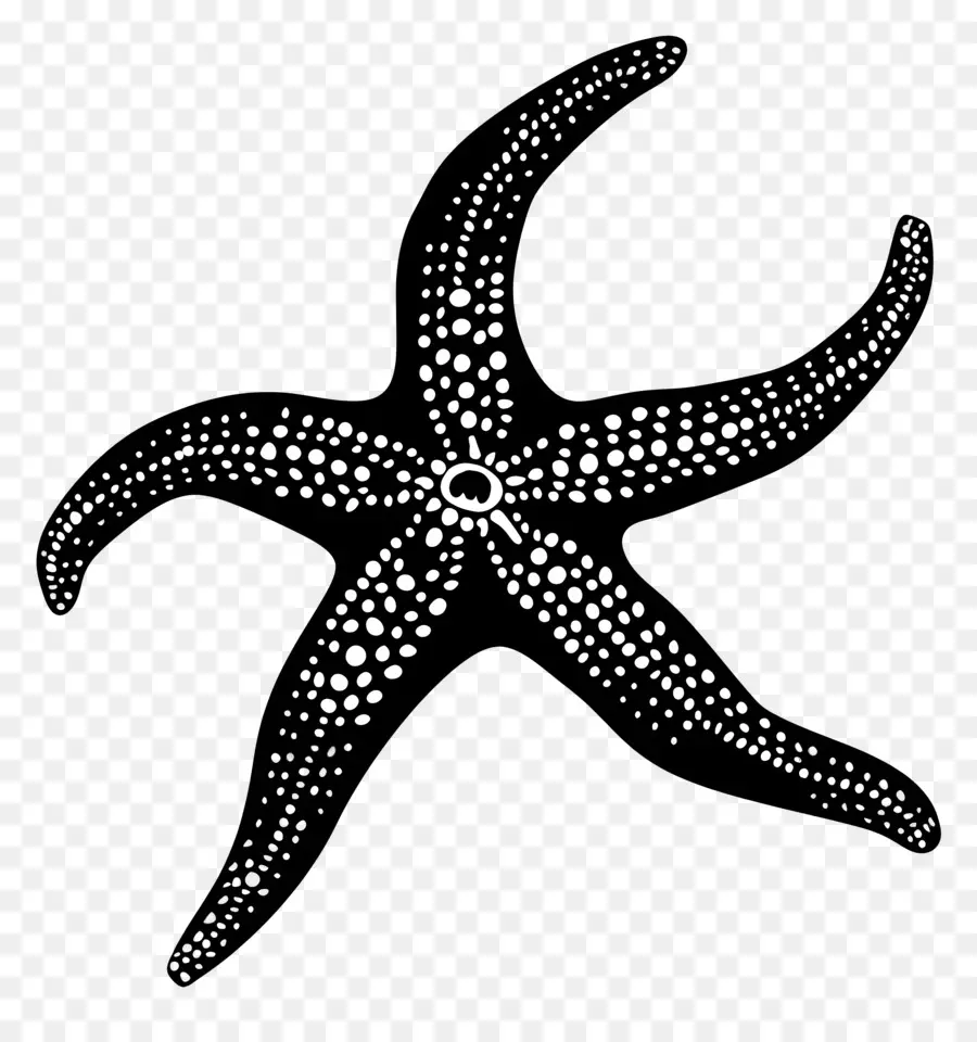 Silueta De Estrella De Mar，Estrella De Mar PNG