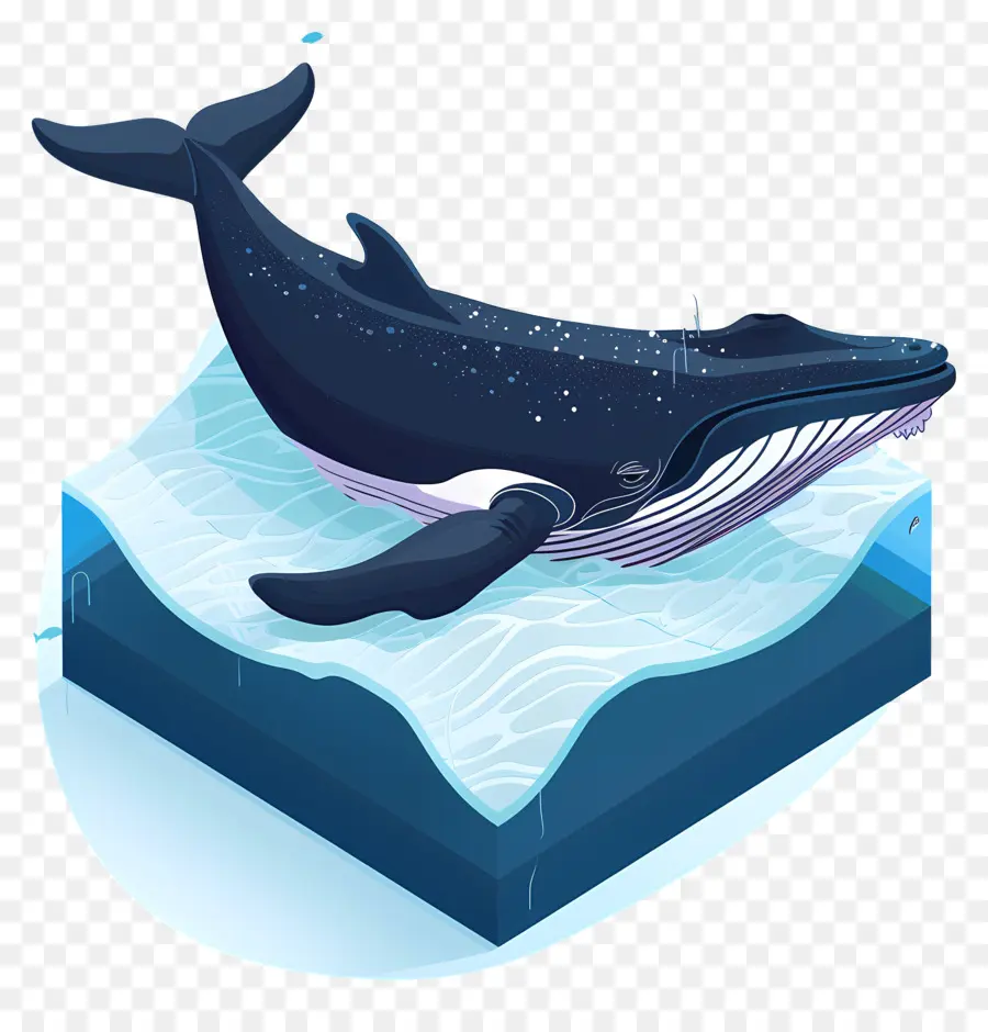 Avistamiento De Ballenas，Ballena PNG