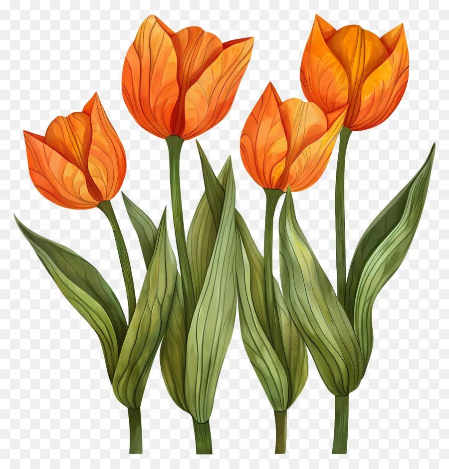 Los Tulipanes，Naranja Tulipanes PNG