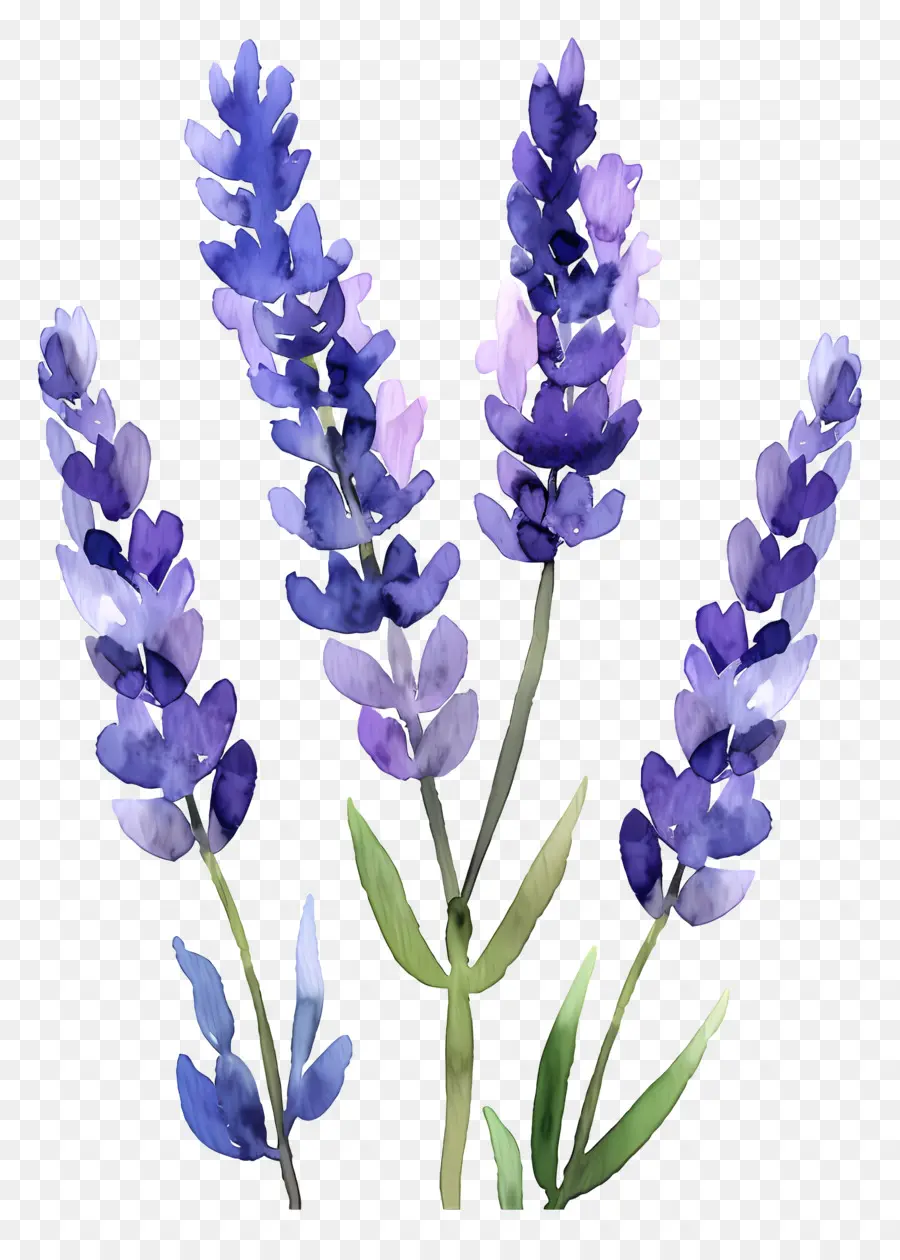 Lavanda，Flores PNG