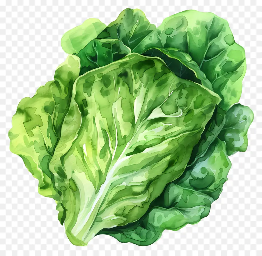 Lechuga，Verde PNG