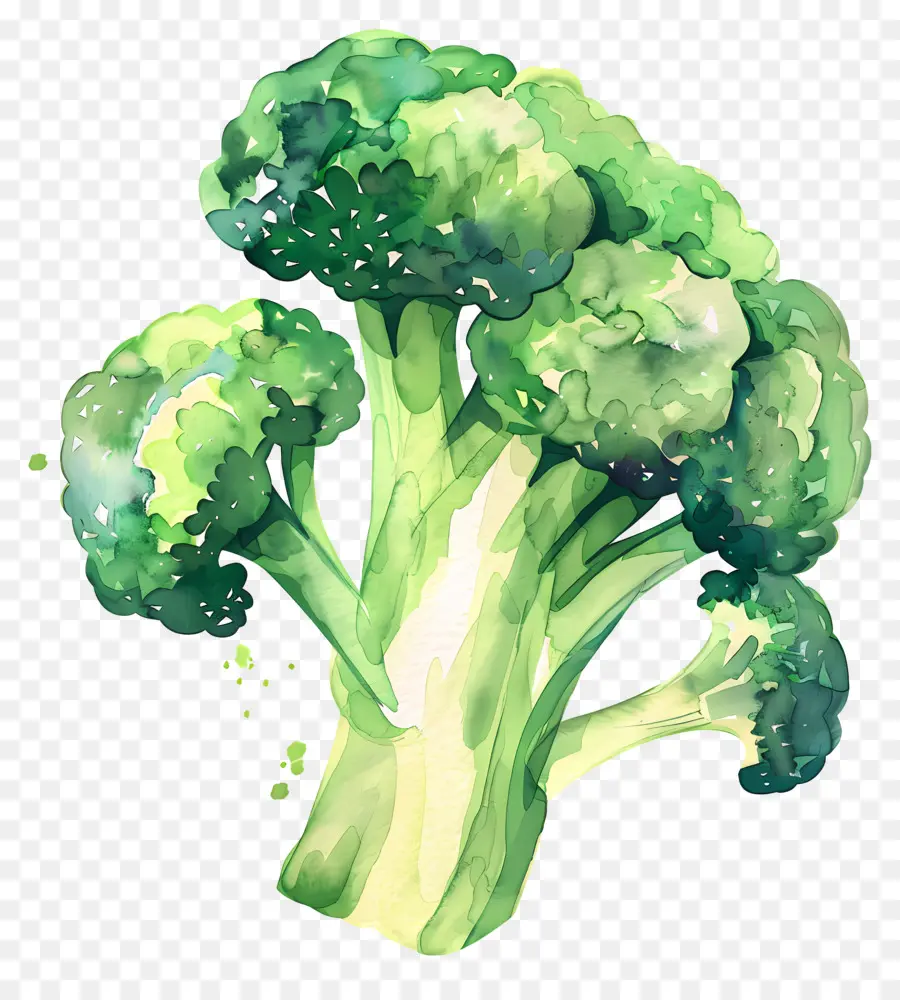 Brócoli，Verde PNG