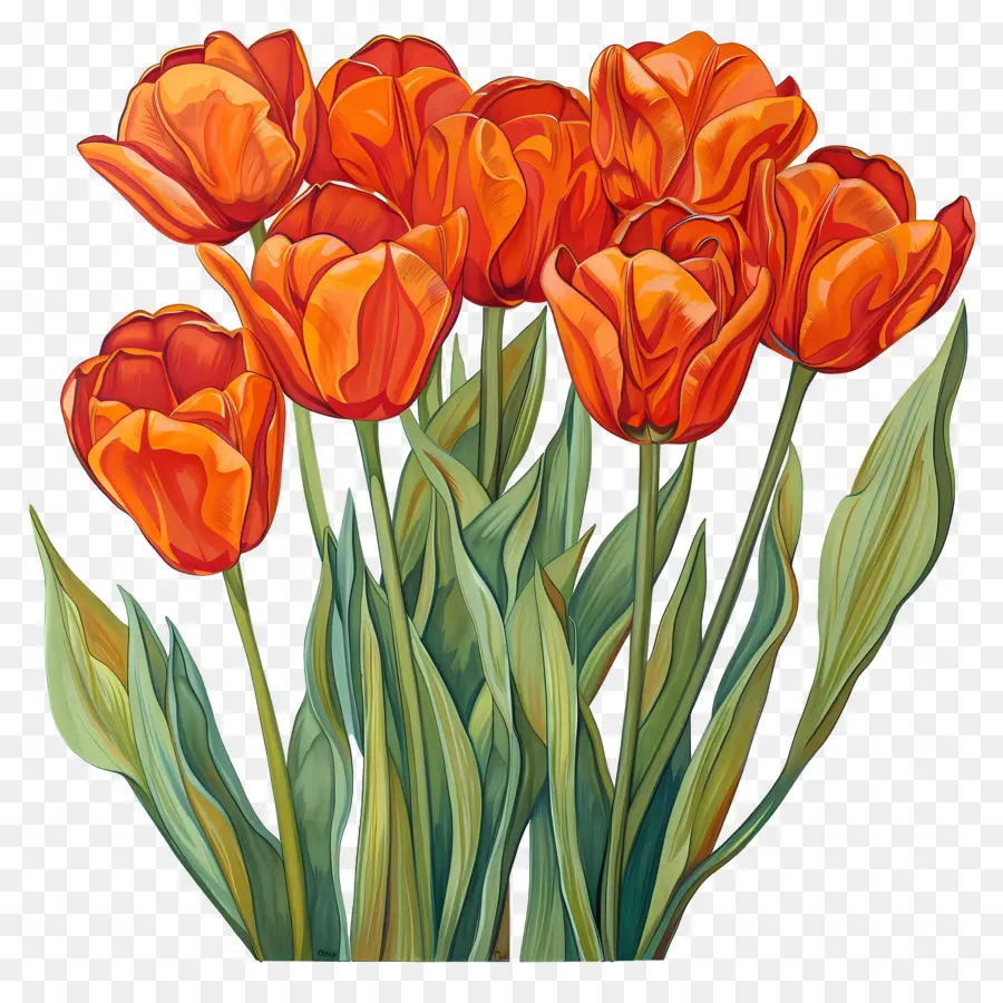 Los Tulipanes，Naranja Tulipanes PNG