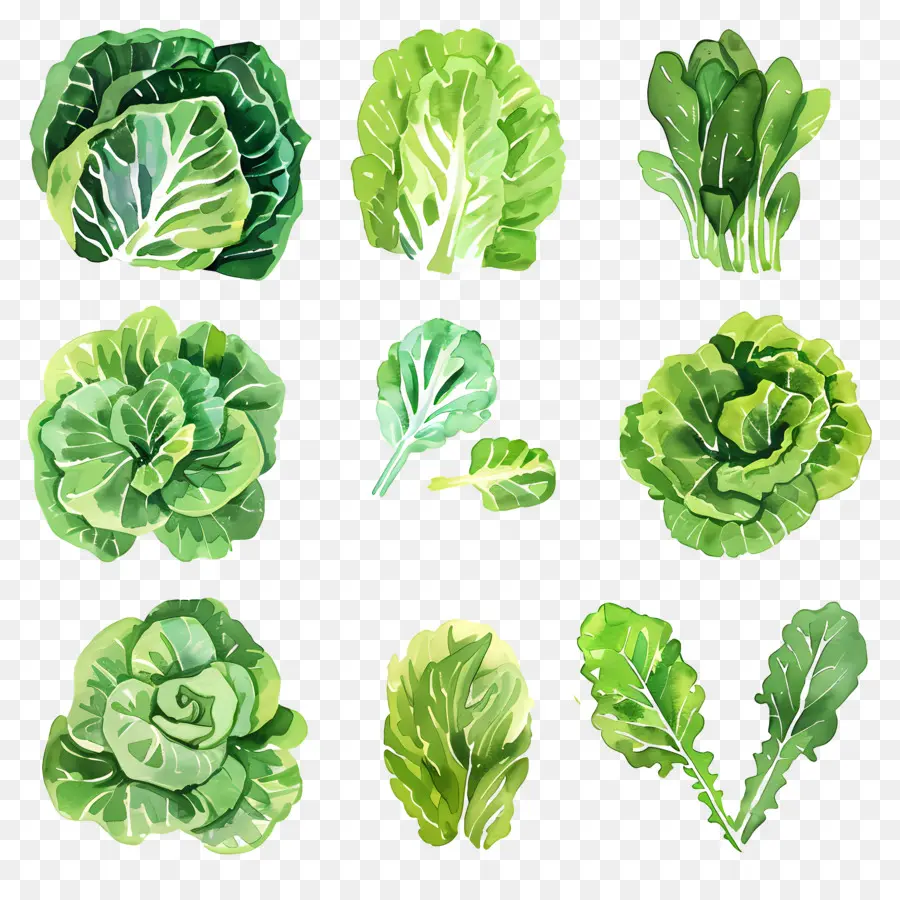 Lechuga，Acuarela PNG