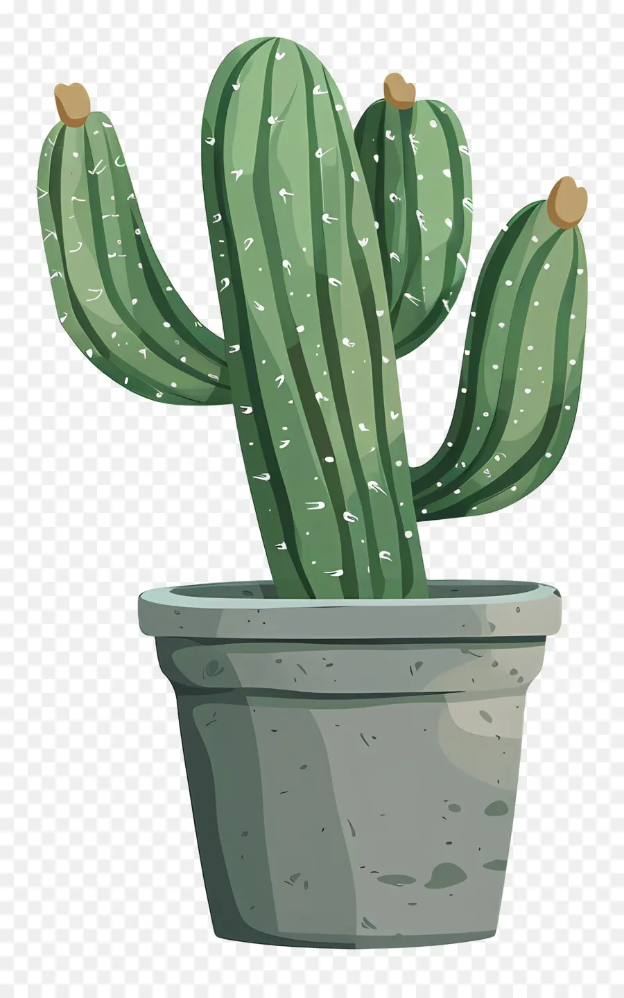 Verde Cactus，Planta De Cactus PNG