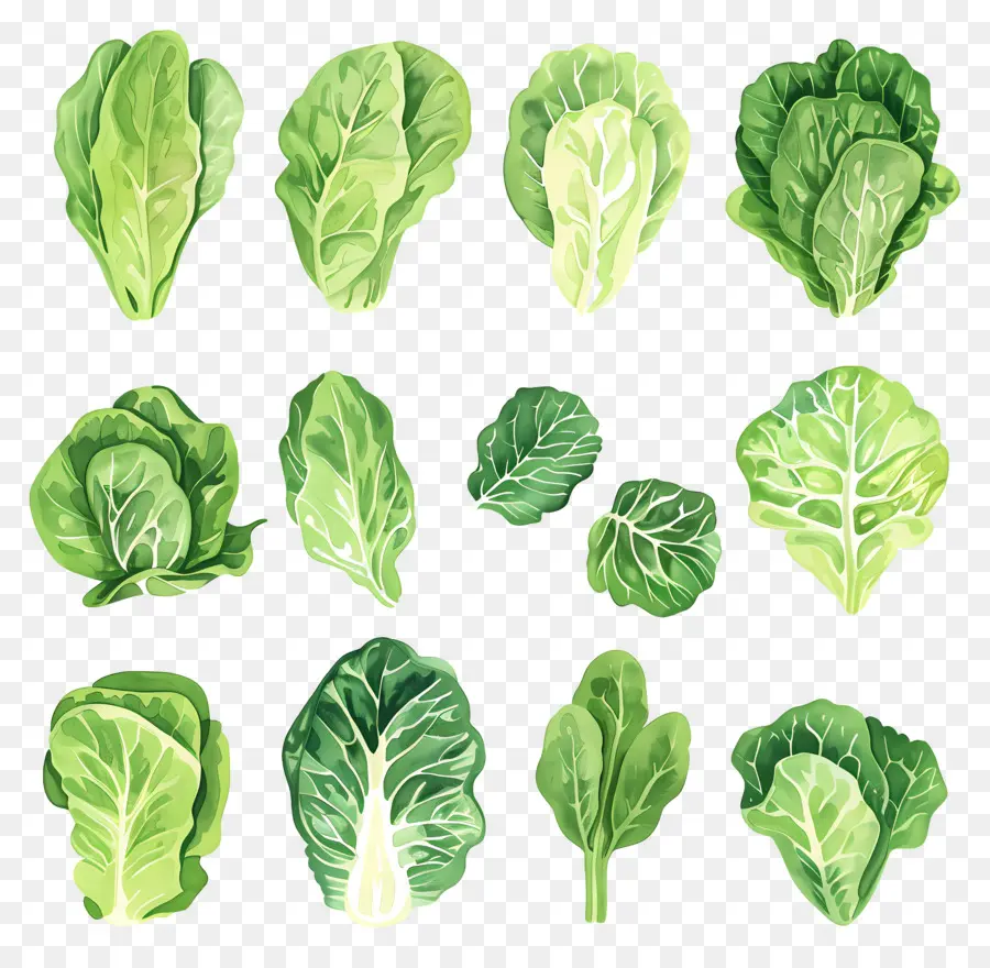 Lechuga，Ilustración Acuarela PNG