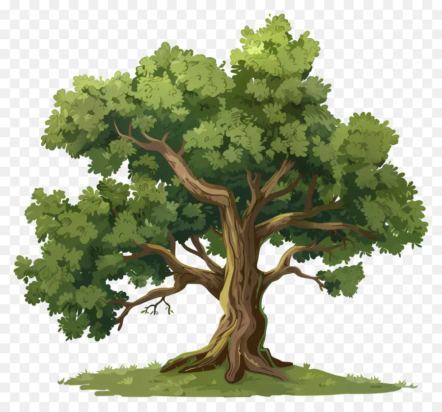 árbol De Roble，Árbol PNG