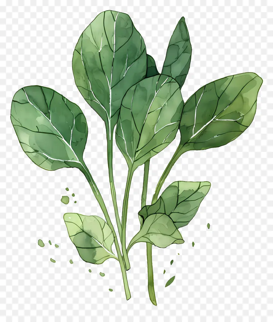 Espinacas，Planta PNG