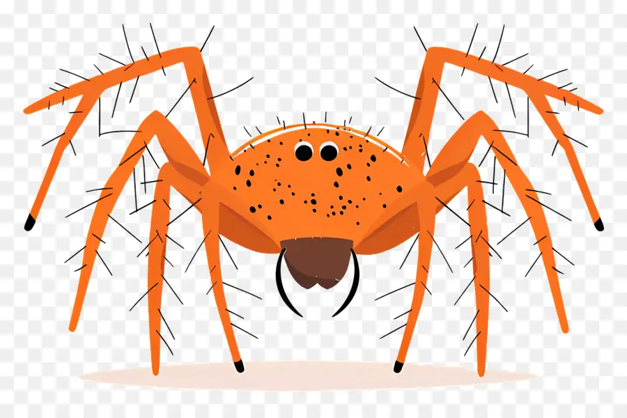 Araña De Halloween，Araña Naranja PNG