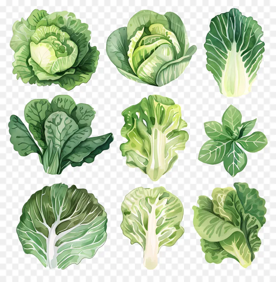 Lechuga，Los Vegetales De Hojas Verdes PNG