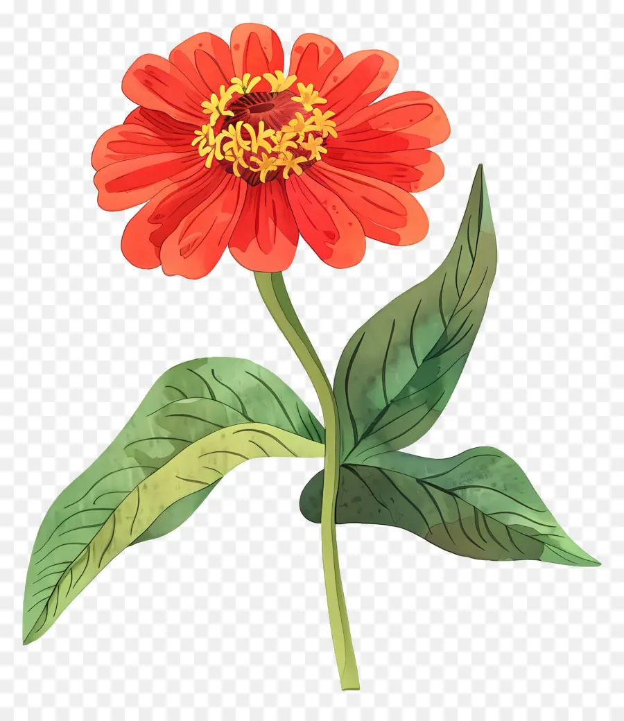 Zinnia，Flor De Zinnia PNG