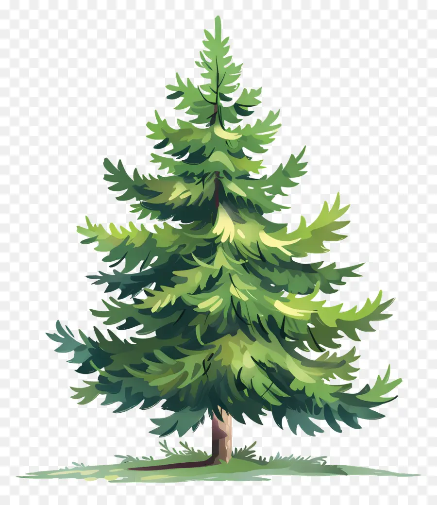 árbol De Pino，Fir Tree PNG