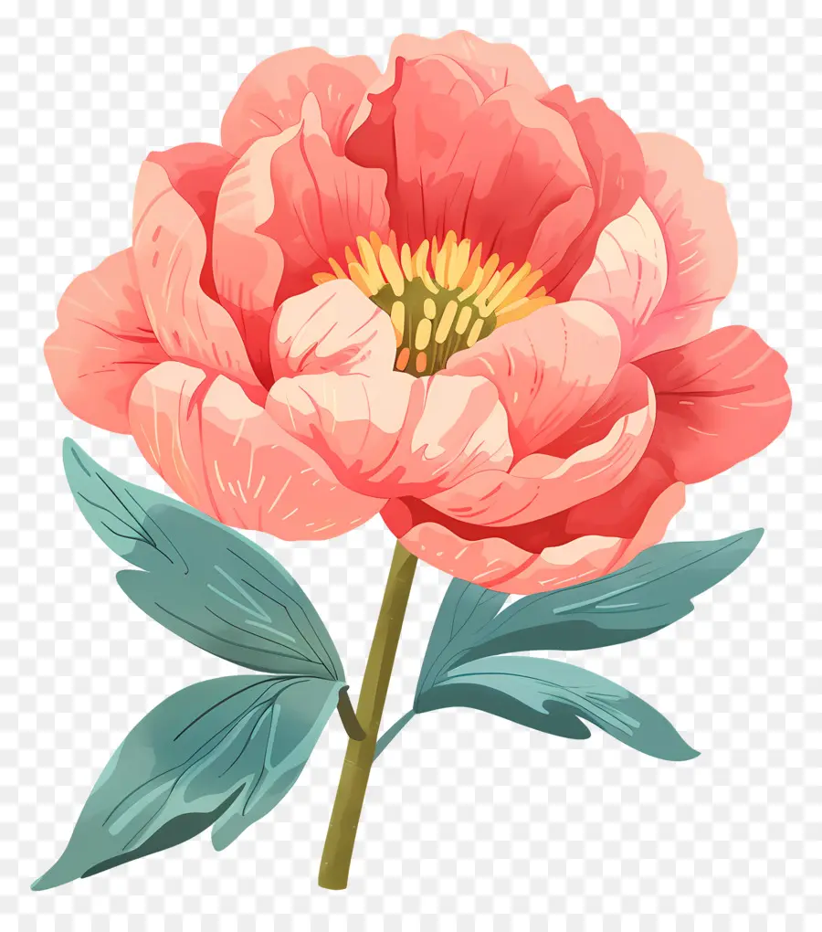 Peonía，Peonía Rosa PNG