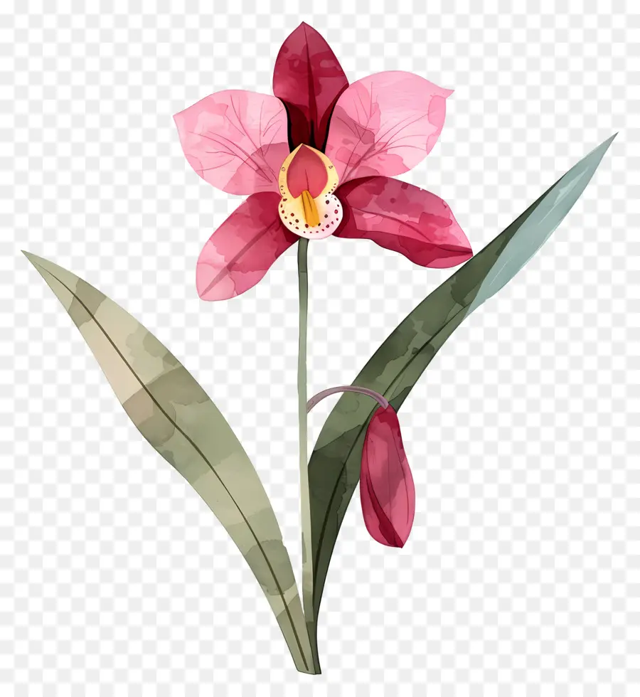 Orquídea，Floración PNG