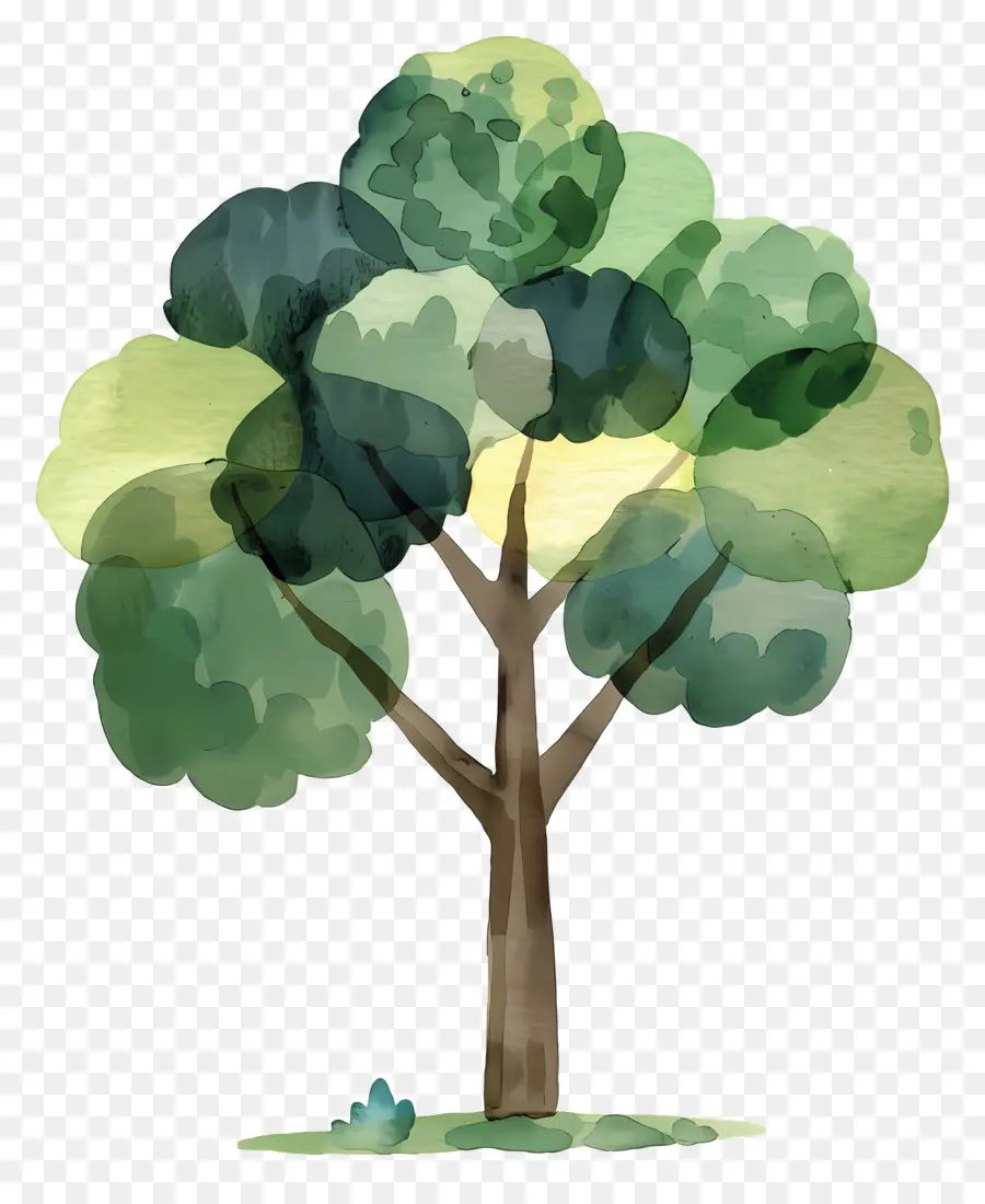 Dibujos Animados De árbol，Acuarela árbol PNG