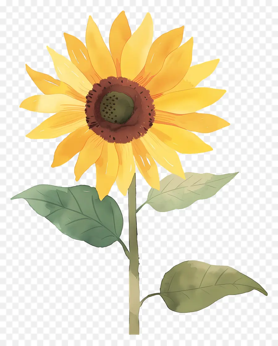 Girasol，Amarillo PNG