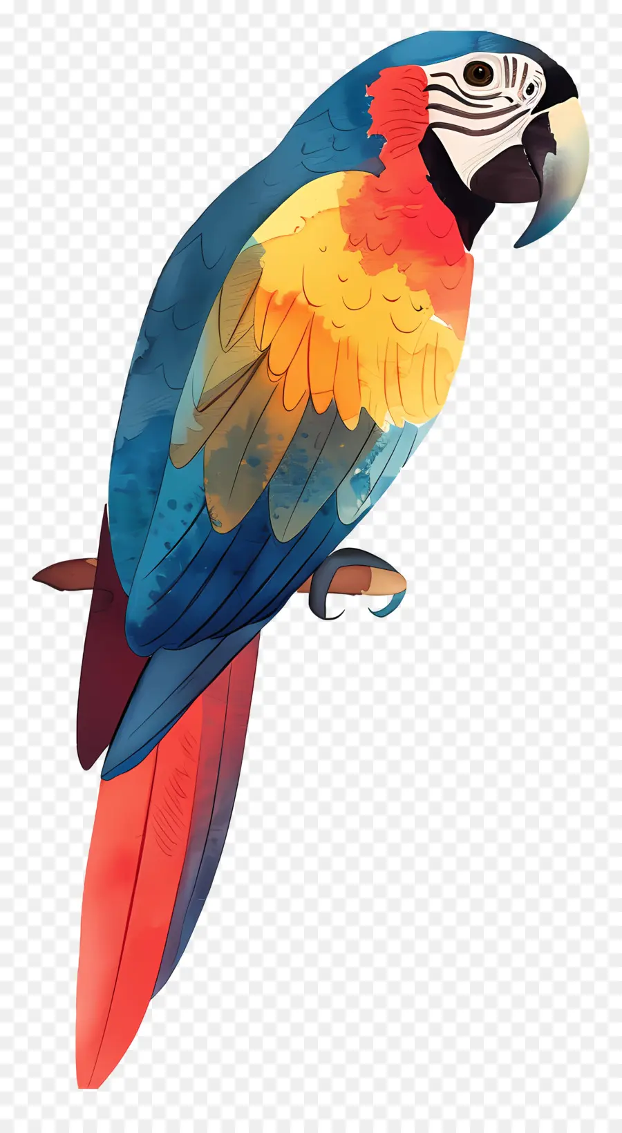 Loro，Aves PNG