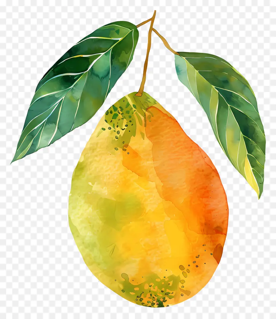 Mango，Pintura A La Acuarela PNG