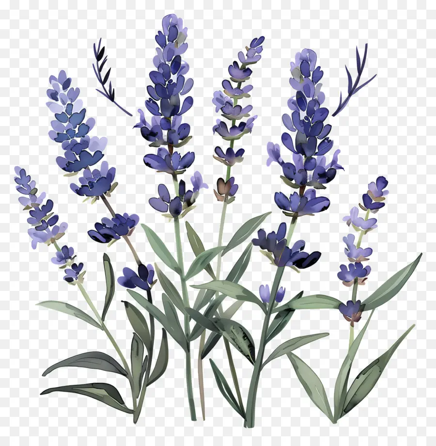 Lavanda，Lavanda Morada PNG