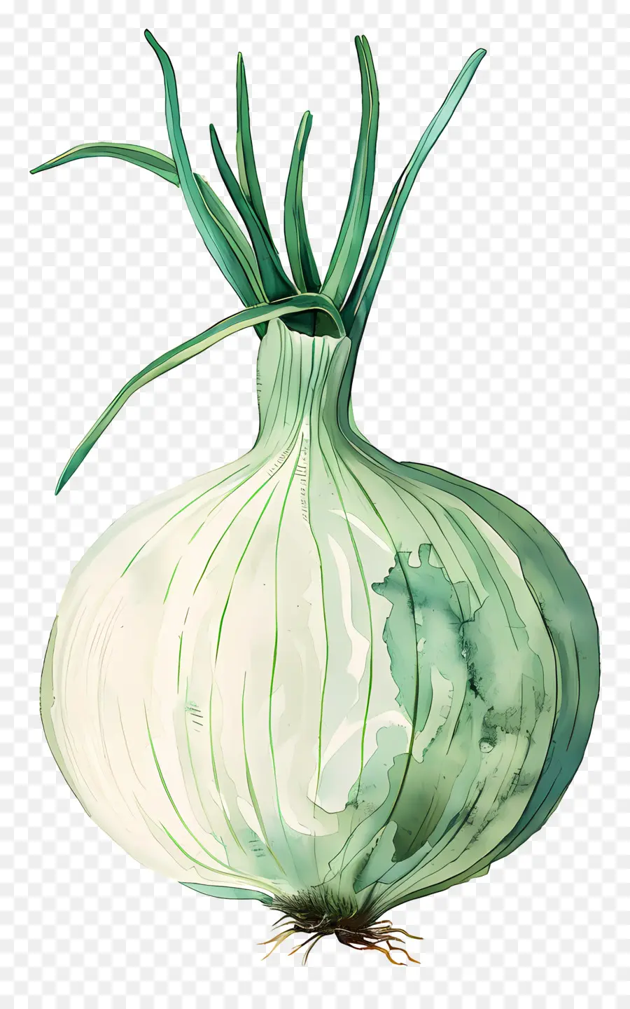 Cebolla，Hojas Verdes PNG