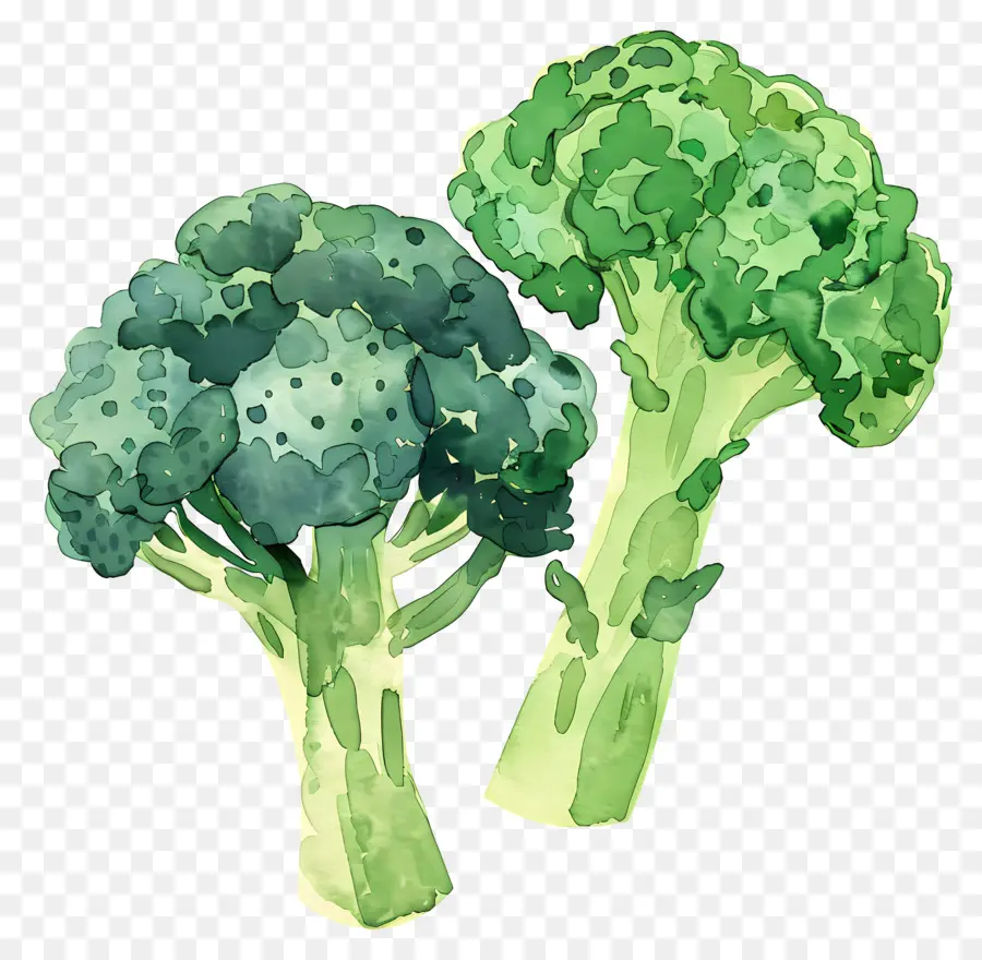 Brócoli，Vegetales Saludables PNG