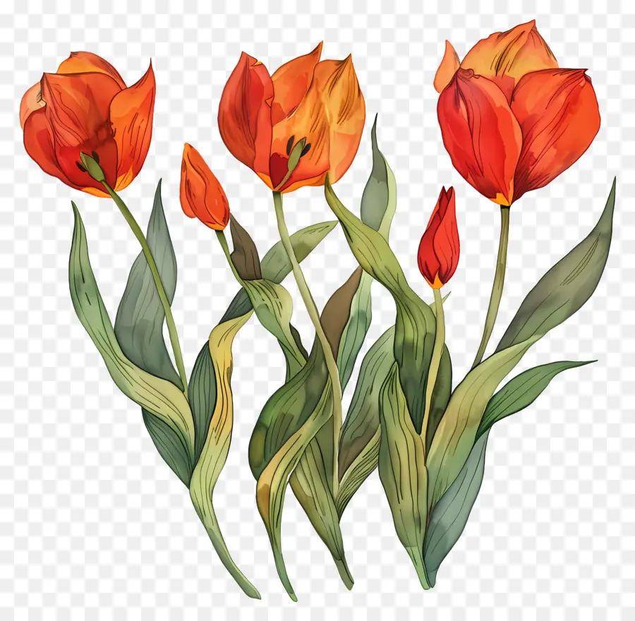 Los Tulipanes，Naranja Tulipanes PNG