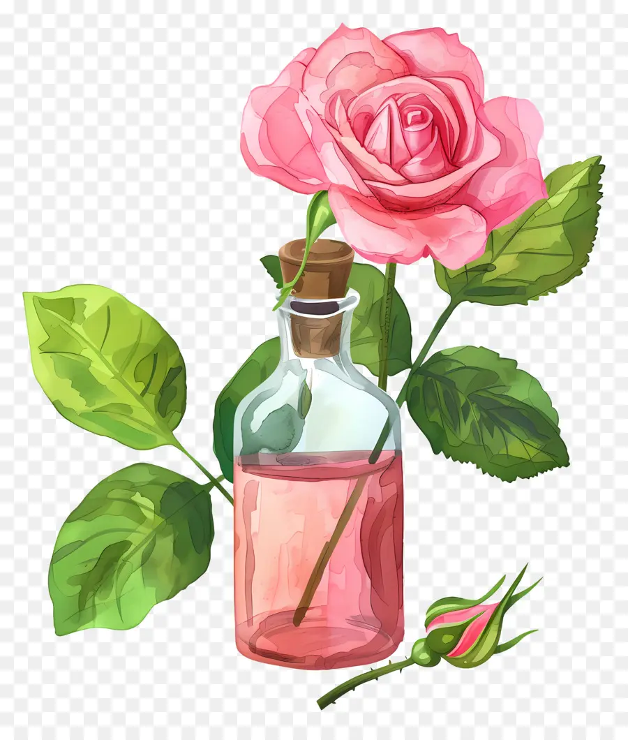 El Aceite De Rosa，Rosa Rosa PNG