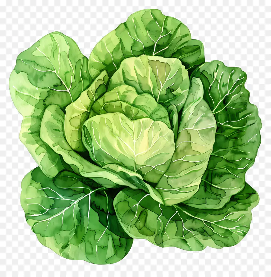 Lechuga，Repollo PNG