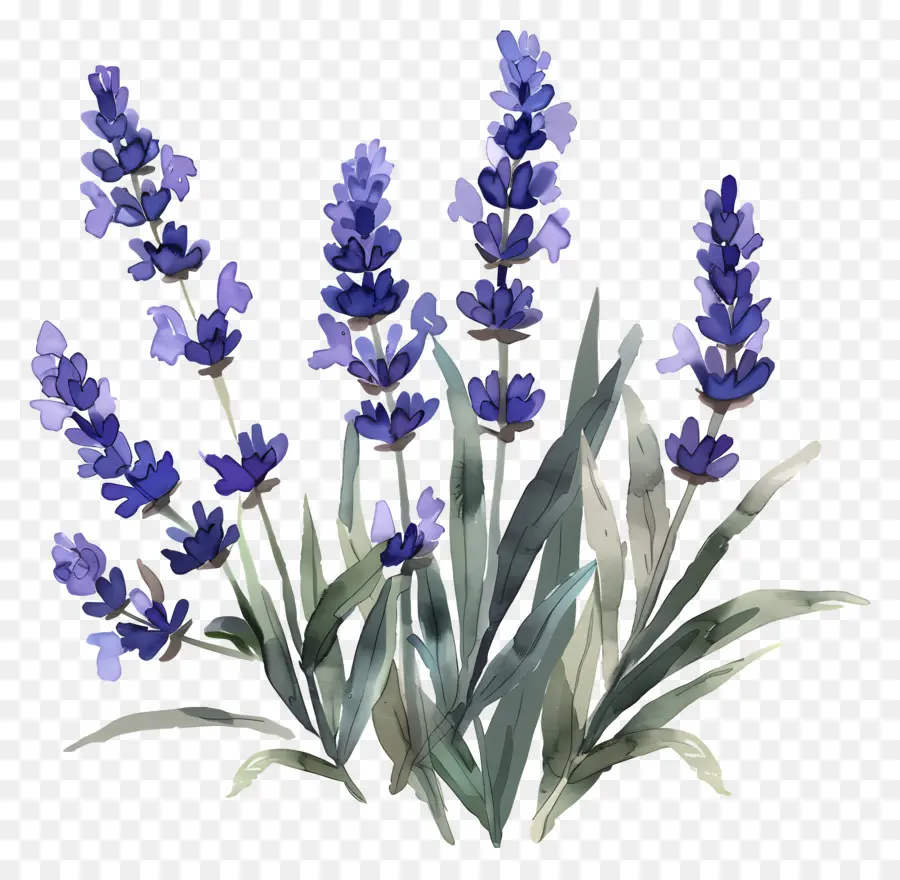 Lavanda，Lavanda Morada PNG