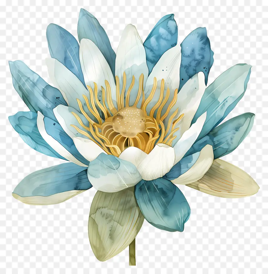 Nenúfar，Flor Azul PNG