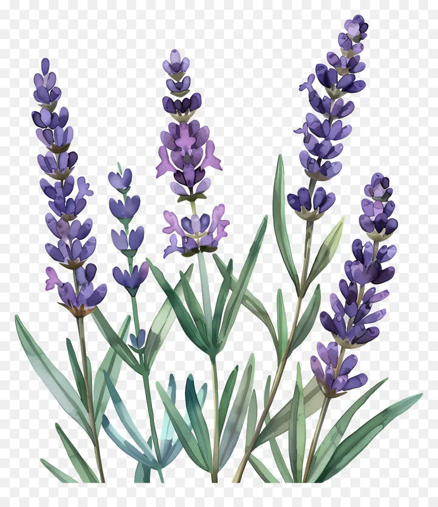 Lavanda，Lavanda Morada PNG