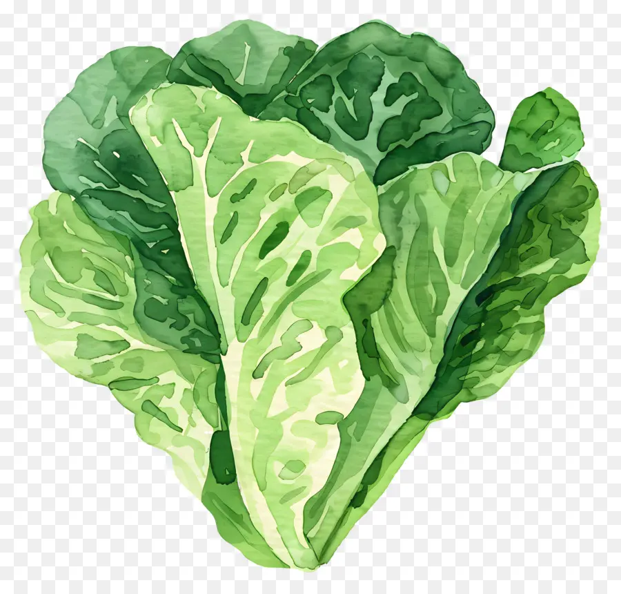 Lechuga，Los Vegetales De Hojas Verdes PNG