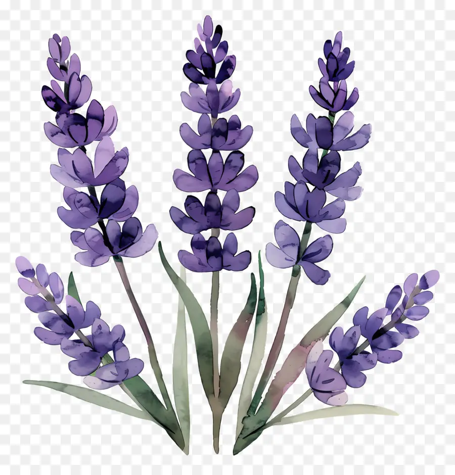 Lavanda，Lavanda Morada PNG