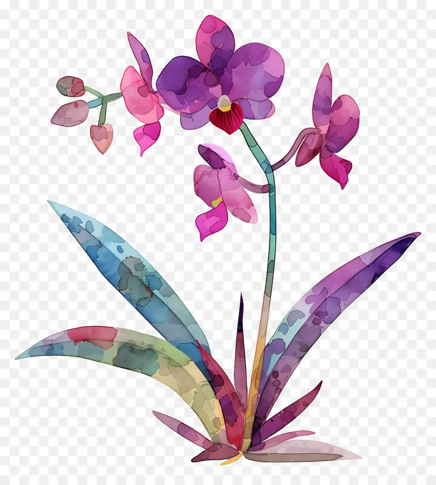 Orquídea，Pintura A La Acuarela PNG