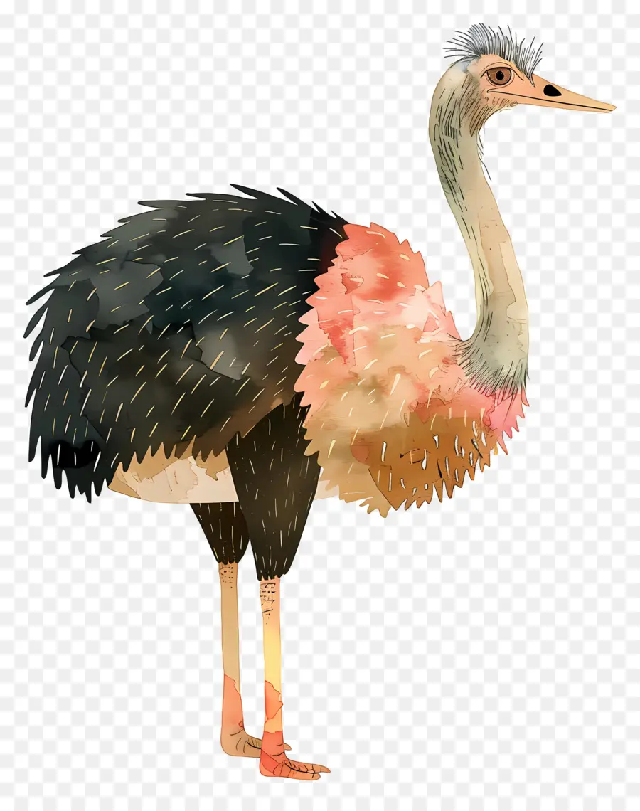 Avestruz，Aves PNG