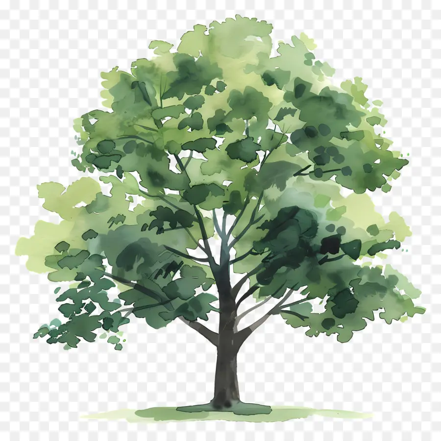 árbol De Roble，árbol Caducifolio PNG