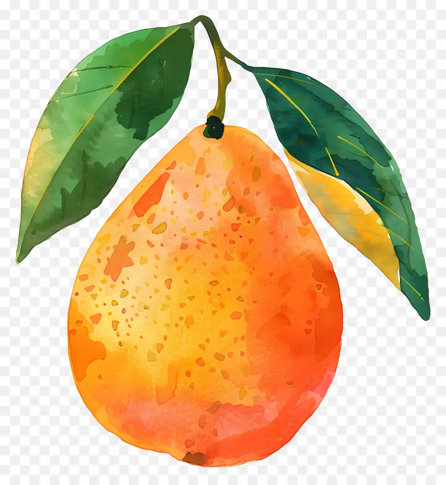 Mango，Pintura A La Acuarela PNG