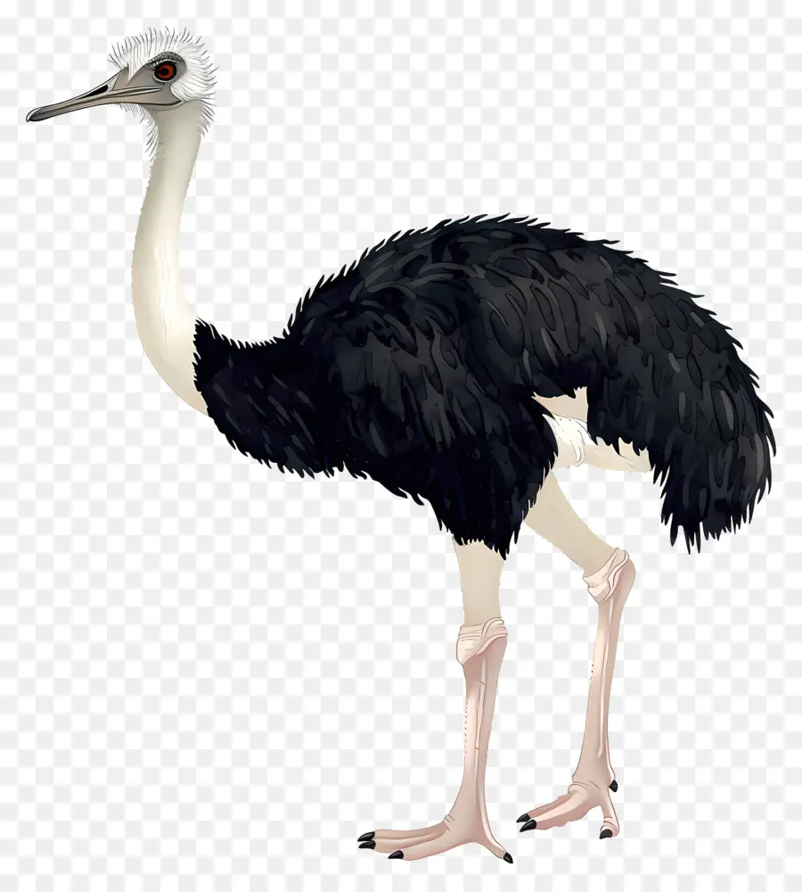 Avestruz，Aves PNG