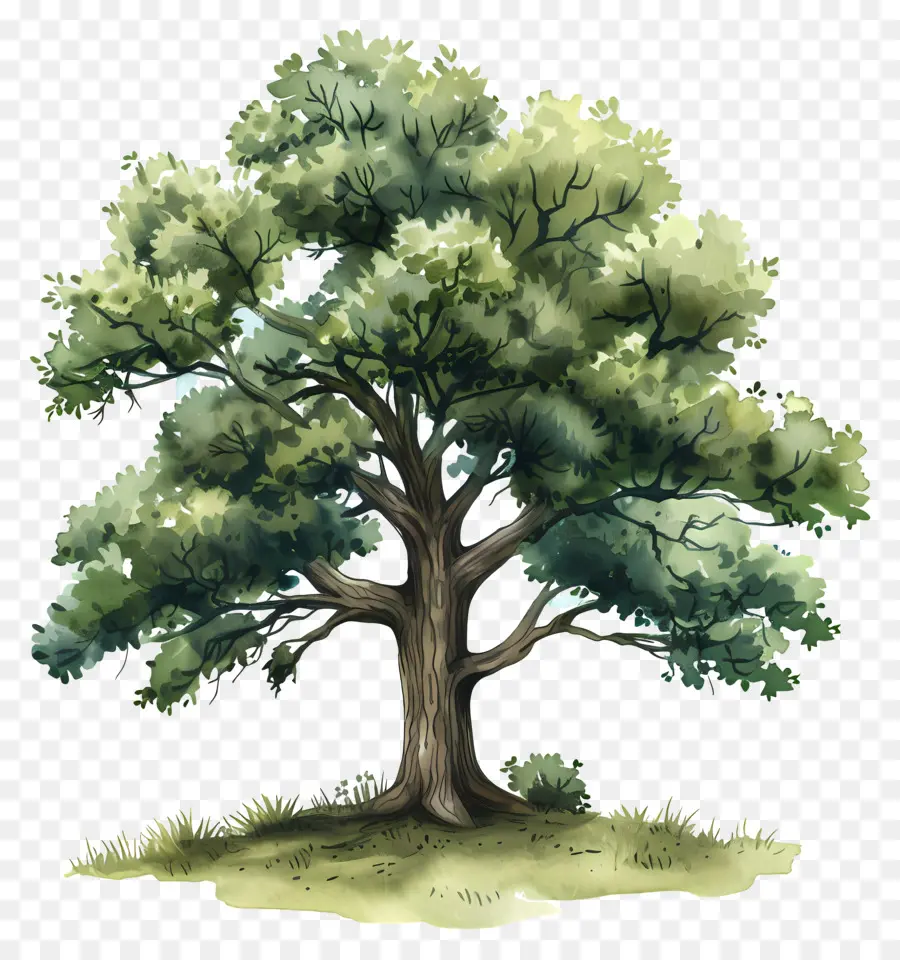 árbol De Roble，Hojas Verdes PNG