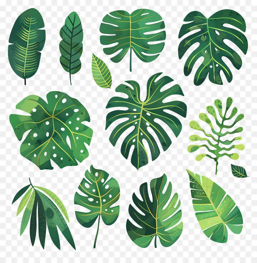 Monstera，Tropical Hojas PNG