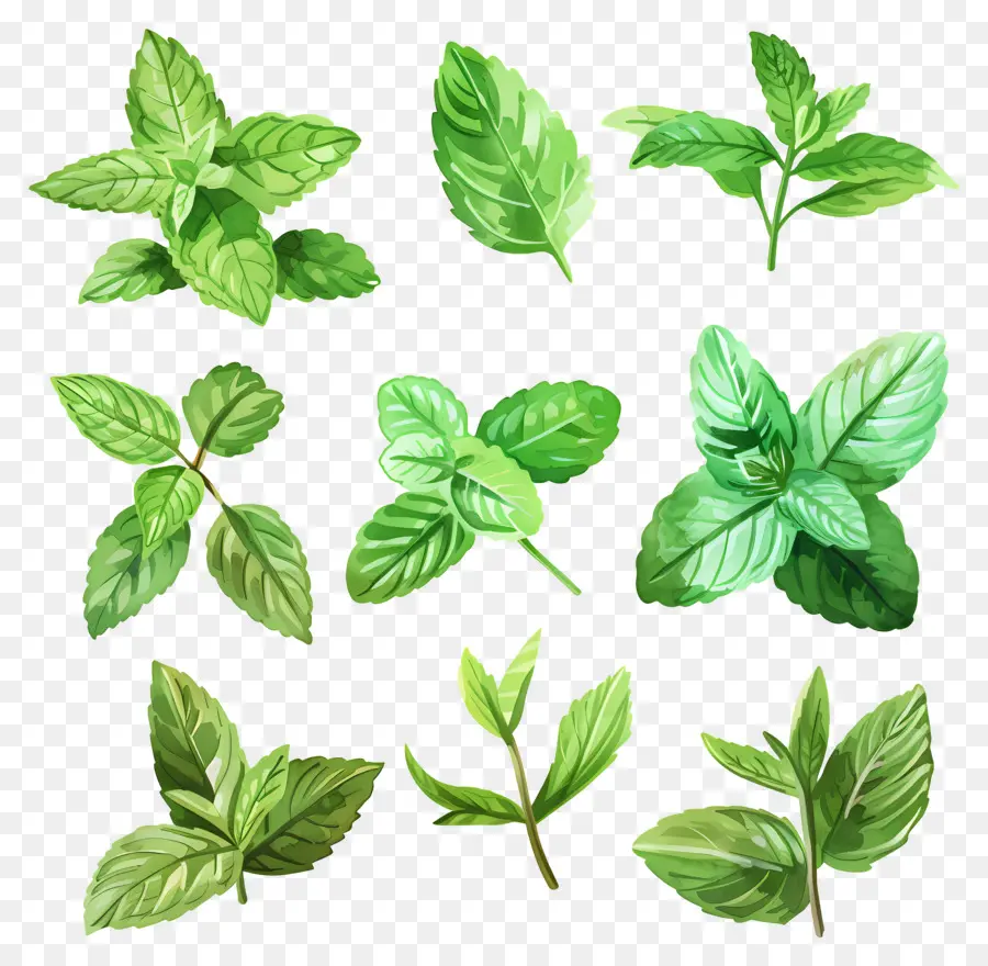 Menta，Fresco PNG