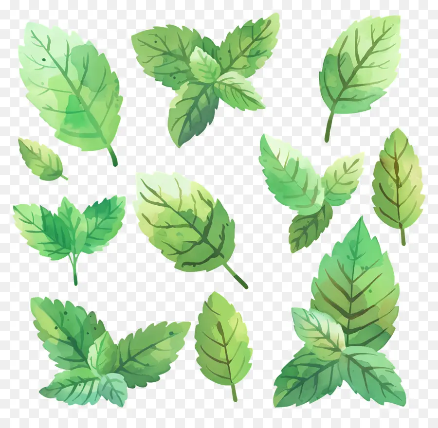 Menta，Hojas De Menta PNG