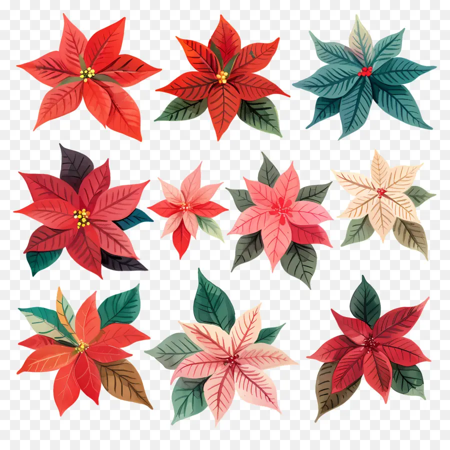 La Flor De Pascua，Poinsettias Rojas PNG