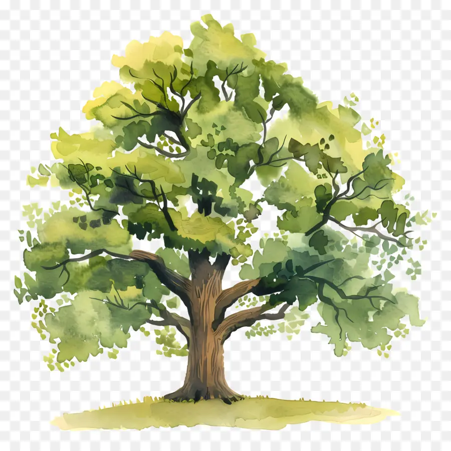 árbol De Roble，Árbol PNG