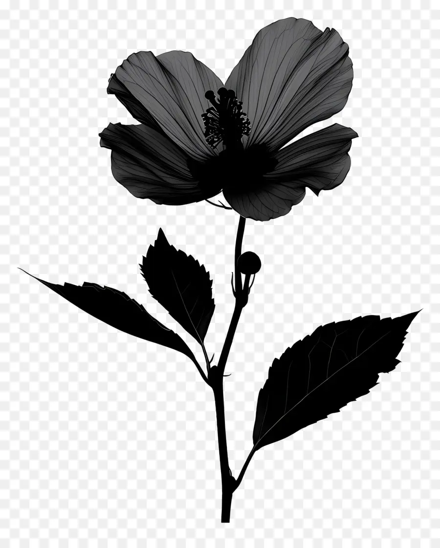 La Silueta De La Flor，Flor Negro PNG