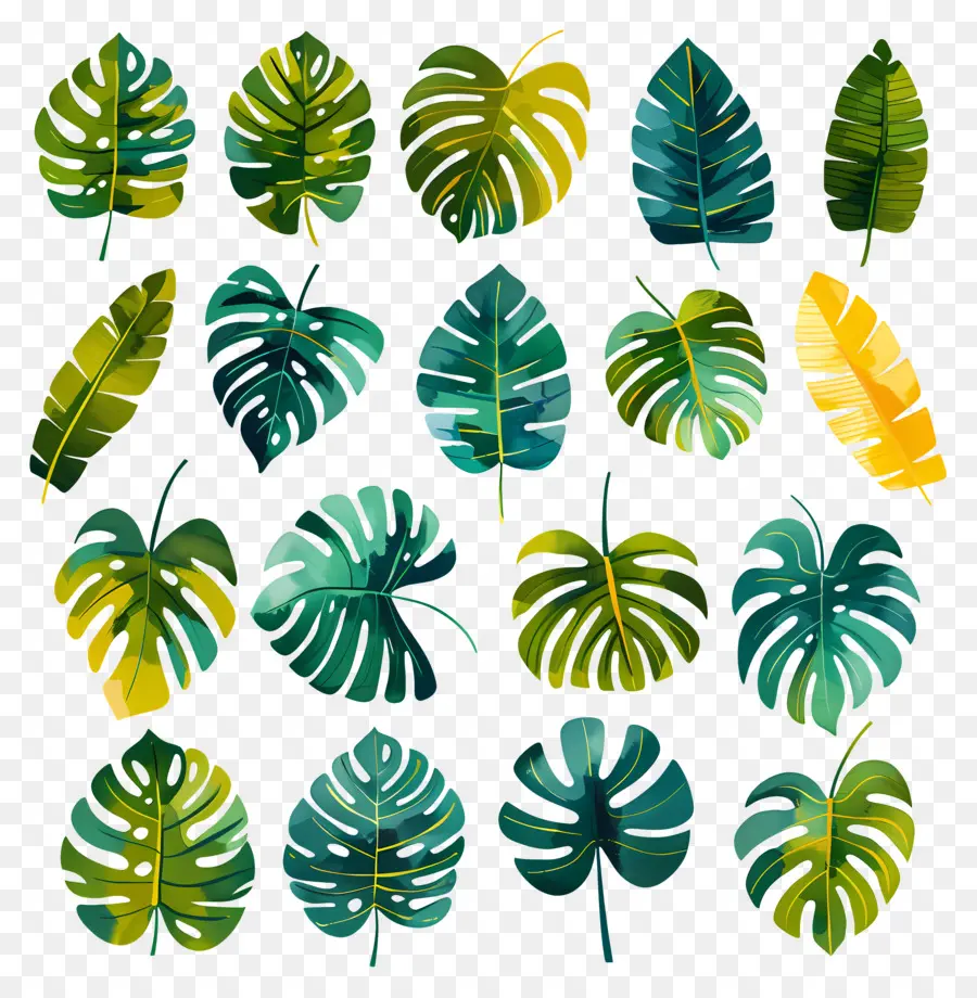 Monstera，Tropical Hojas PNG